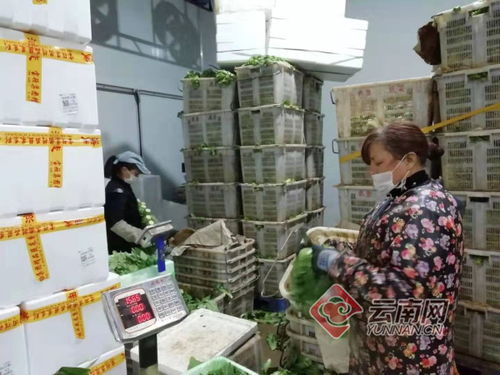 云南首批捐赠农产品88吨发往武汉 助力湖北抗击疫情
