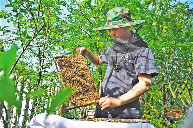 酉阳800 山地特色产业提质增效，农产品发展新篇章